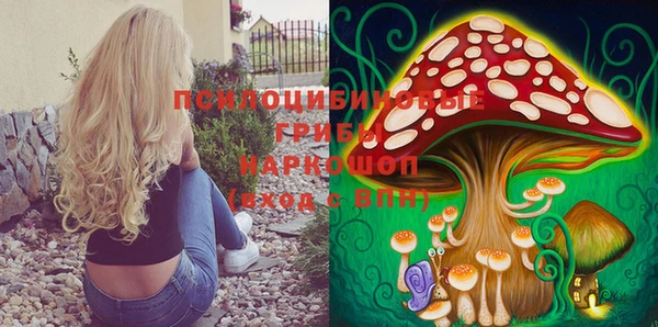 дмт Богданович