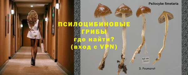 дмт Богданович